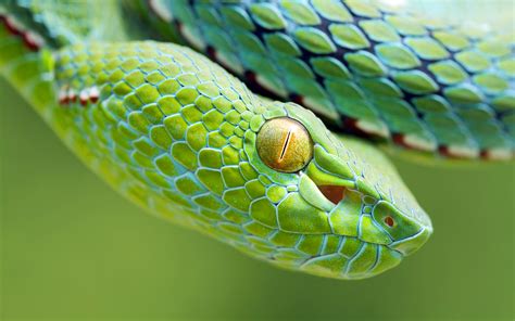 snake photos hd|search snake by image.